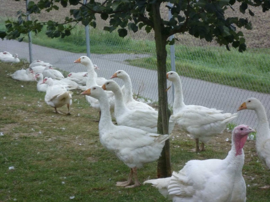 Gänse und Enten vom Geflügelhof Maier in Remmingsheim