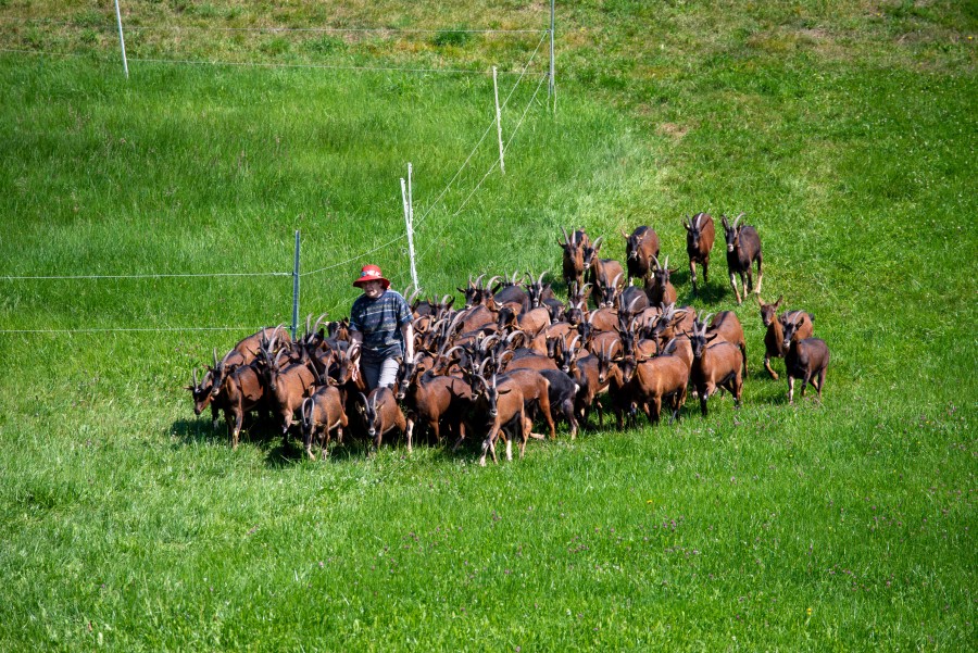 Schwarzwälder Geisserie