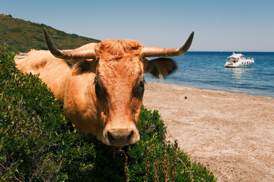 Sommerurlaub Verkaufsmobil